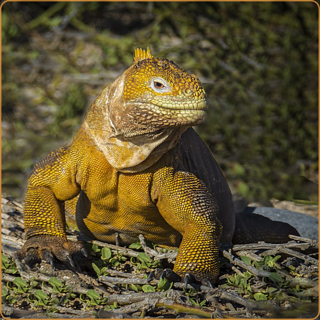 Galapagos Land Iguana - Barbara Tricarico
